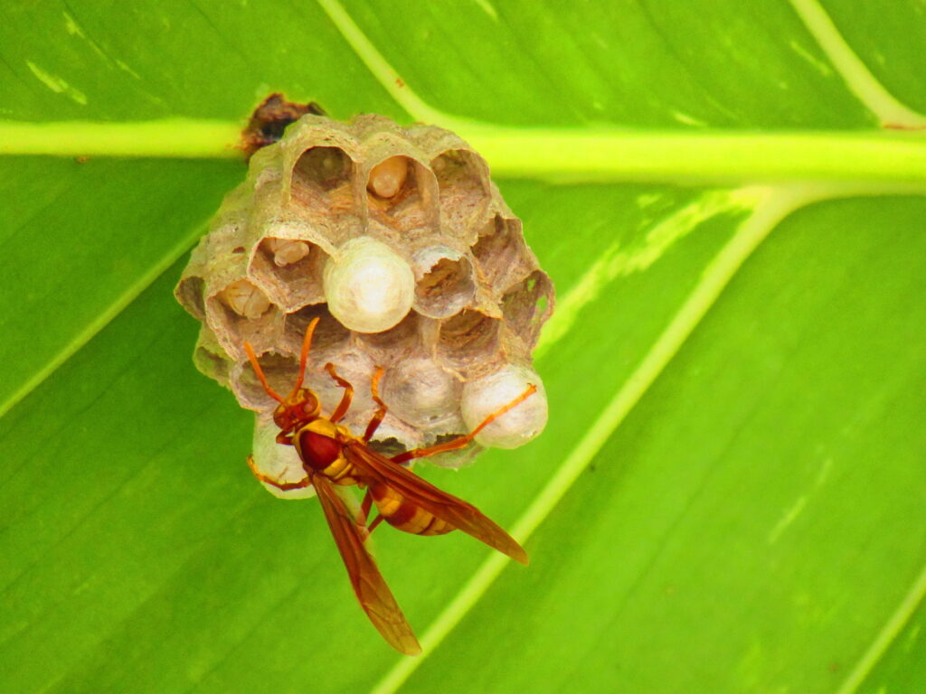 The Executioner Wasp Of Costa Rica One Of The Most Potent Stings In The World David Koran