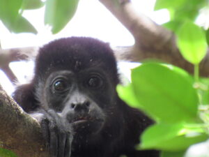 Howler Monkey Canas Costa Rica